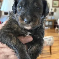 Male # 5, a male English Shepherd and Poodle - Standard  for sale in Skiatook, OK – Photo 2 of 8