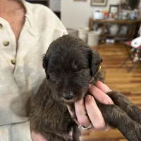 Male # 5, a male English Shepherd and Poodle - Standard  for sale in Skiatook, OK – Photo 4 of 8