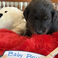 Male # 5, a male English Shepherd and Poodle - Standard  for sale in Skiatook, OK – Photo 7 of 8