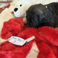 Male # 5, a male English Shepherd and Poodle - Standard  for sale in Skiatook, OK – Photo 8 of 8