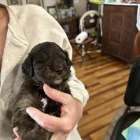 Male # 5, a male English Shepherd and Poodle - Standard  for sale in Skiatook, OK – Photo 6 of 8