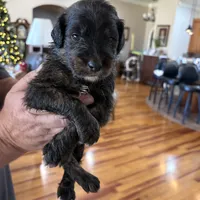 Male # 5, a male English Shepherd and Poodle - Standard  for sale in Skiatook, OK – Photo 5 of 8