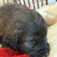 Girl # 6, a female English Shepherd and Poodle - Standard  for sale in Skiatook, OK – Photo 5 of 6