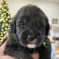 Girl # 6, a female English Shepherd and Poodle - Standard  for sale in Skiatook, OK – Photo 3 of 6