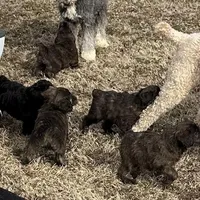 Girl # 6, a female English Shepherd and Poodle - Standard  for sale in Skiatook, OK – Photo 2 of 6