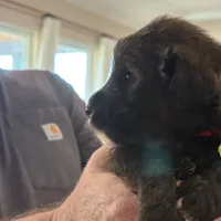 Girl # 6, a female English Shepherd and Poodle - Standard  for sale in Skiatook, OK – Photo 6 of 6