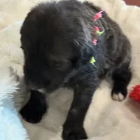 Girl # 6, a female English Shepherd and Poodle - Standard  for sale in Skiatook, OK – Photo 4 of 6