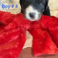 Lucky Male # 4, a male English Shepherd and Poodle - Standard  for sale in Skiatook, OK – Photo 8 of 9