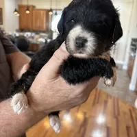 Lucky Male # 4, a male English Shepherd and Poodle - Standard  for sale in Skiatook, OK – Photo 6 of 9