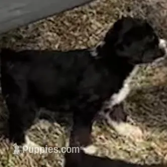 Lucky Male # 4, a male English Shepherd and Poodle - Standard  for sale in Skiatook, OK – Photo 9 of 9
