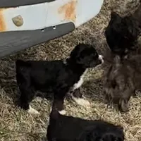 Lucky Male # 4, a male English Shepherd and Poodle - Standard  for sale in Skiatook, OK – Photo 3 of 9
