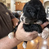 Lucky Male # 4, a male English Shepherd and Poodle - Standard  for sale in Skiatook, OK – Photo 4 of 9