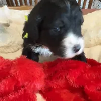 Lucky Male # 4, a male English Shepherd and Poodle - Standard  for sale in Skiatook, OK – Photo 7 of 9