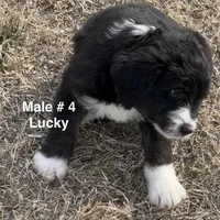 Lucky Male # 4, a male English Shepherd and Poodle - Standard  for sale in Skiatook, OK – Photo 2 of 9