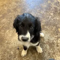 Girl # 1, a female English Shepherd and Poodle - Standard  for sale in Skiatook, OK – Photo 5 of 7