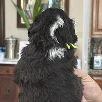 Girl # 1, a female English Shepherd and Poodle - Standard  for sale in Skiatook, OK – Photo 4 of 7