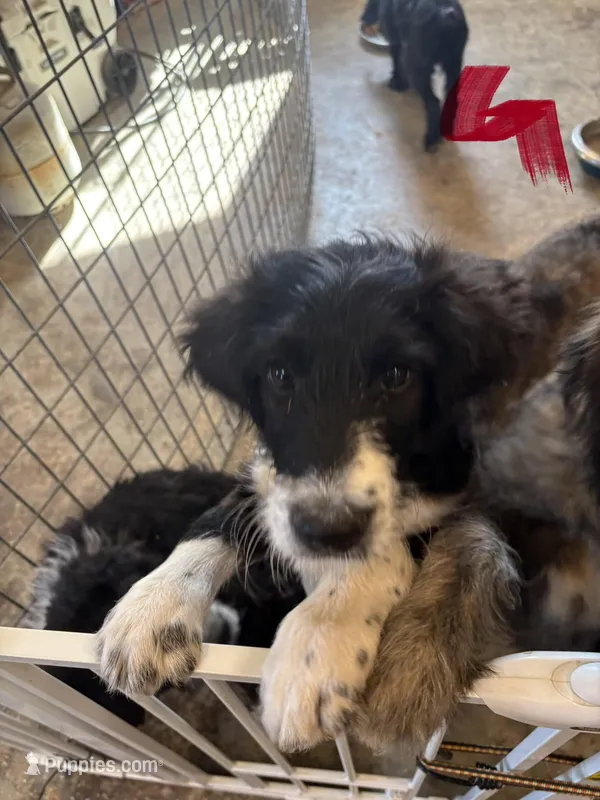Girl # 1 – English Shepherd, Poodle - Standard  puppy for sale in Skiatook, OK