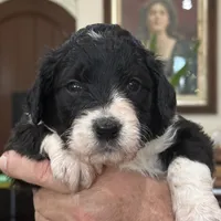 Girl # 1, a female English Shepherd and Poodle - Standard  for sale in Skiatook, OK – Photo 7 of 7