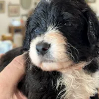 Girl # 1, a female English Shepherd and Poodle - Standard  for sale in Skiatook, OK – Photo 6 of 7
