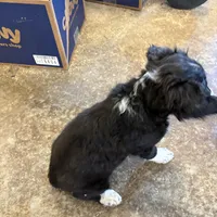 Girl # 1, a female English Shepherd and Poodle - Standard  for sale in Skiatook, OK – Photo 3 of 7