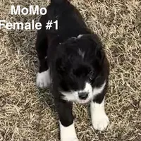 Girl # 1, a female English Shepherd and Poodle - Standard  for sale in Skiatook, OK – Photo 2 of 7