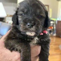 Mouse Male # 6, a male English Shepherd and Poodle - Standard  for sale in Skiatook, OK – Photo 4 of 6