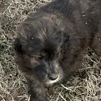 Mouse Male # 6, a male English Shepherd and Poodle - Standard  for sale in Skiatook, OK – Photo 3 of 6