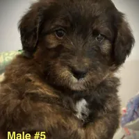 Mouse Male # 6, a male English Shepherd and Poodle - Standard  for sale in Skiatook, OK – Photo 1 of 6