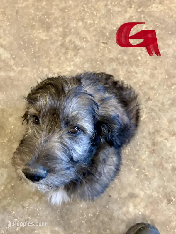 Mouse Male # 6 – English Shepherd, Poodle - Standard  puppy for sale in Skiatook, OK