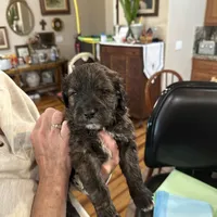 Mouse Male # 6, a male English Shepherd and Poodle - Standard  for sale in Skiatook, OK – Photo 5 of 6