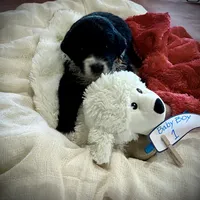 Ringo Male # 1, a male English Shepherd and Poodle - Standard  for sale in Skiatook, OK – Photo 5 of 5