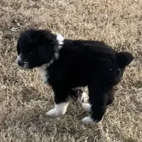 Ringo Male # 1, a male English Shepherd and Poodle - Standard  for sale in Skiatook, OK – Photo 3 of 5