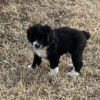 Ringo Male # 1, a male English Shepherd and Poodle - Standard  for sale in Skiatook, OK – Photo 4 of 5