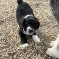 Ringo Male # 1, a male English Shepherd and Poodle - Standard  for sale in Skiatook, OK – Photo 2 of 5