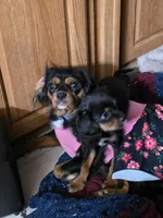 Nico, a male Cavalier King Charles Spaniel for sale in Wishram, WA – Photo 3 of 3