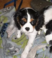 Geo, a male Cavalier King Charles Spaniel for sale in Wishram, WA – Photo 1 of 2