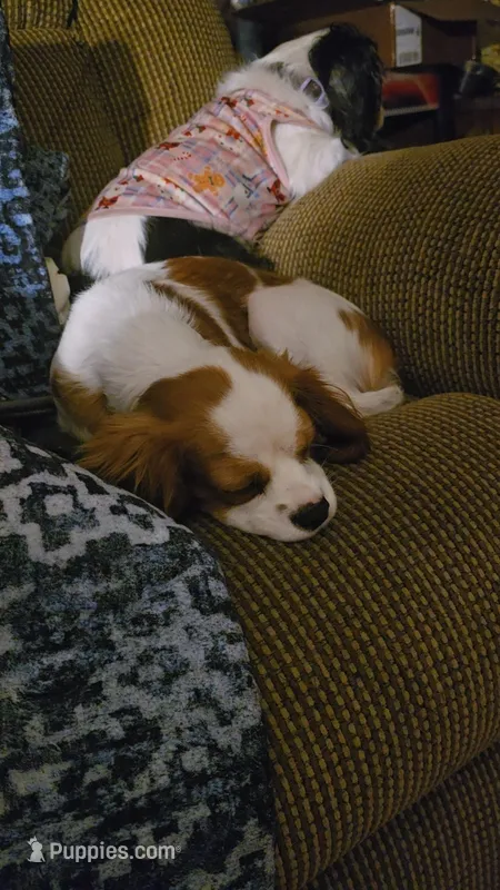 Lilly, a female Cavalier King Charles Spaniel for sale in Wishram, WA – Photo 1 of 3