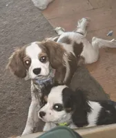 Lilly, a female Cavalier King Charles Spaniel for sale in Wishram, WA – Photo 3 of 3