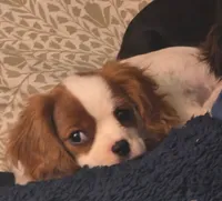 processed/38cc92e1-f584-4e15-98d4-a87a78810d79/listing/da517564-7666-41de-a7b4-fd4c7d72c5ea/f1b58497-4e91-4910-a7c5-c90c89c6d92f