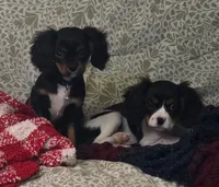 NED, a male Cavalier King Charles Spaniel for sale in Wishram, WA – Photo 2 of 2