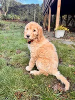 Growlithe, a female Irish Doodle for sale in Hillsboro, OR – Photo 1 of 4