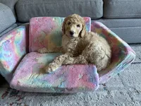 Growlithe, a female Irish Doodle for sale in Hillsboro, OR – Photo 4 of 4