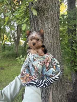 Benny, a male Yorkshire Terrier for sale in Fort Smith, AR – 6 of 7