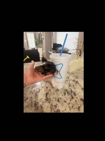 Tiny, a male Chihuahua for sale in Fort Smith, AR – 3 of 5