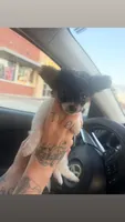 Tiny, a male Chihuahua for sale in Fort Smith, AR – 2 of 5