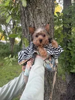 Benny, a male Yorkshire Terrier for sale in Fort Smith, AR – 5 of 7