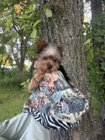 Benny, a male Yorkshire Terrier for sale in Fort Smith, AR – 7 of 7