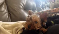 Benny, a male Yorkshire Terrier for sale in Fort Smith, AR – 2 of 7