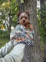 Benny, a male Yorkshire Terrier for sale in Fort Smith, AR – 3 of 7