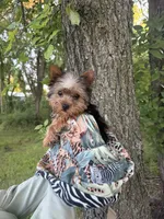 Benny, a male Yorkshire Terrier for sale in Fort Smith, AR – 4 of 7